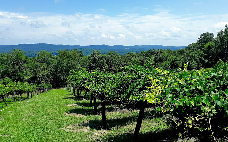 Stony Mountain Vineyard